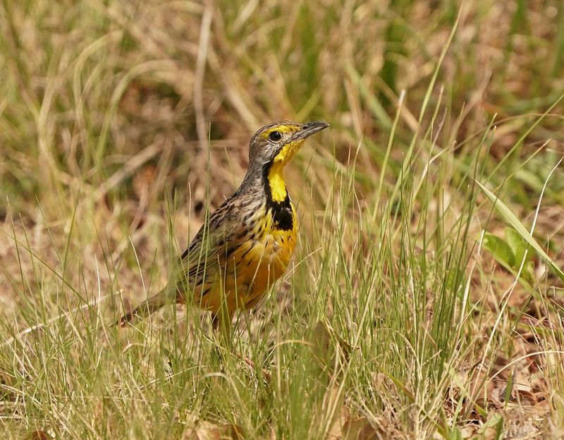 Geelkeelkalkoentjie / Yellow-throated Longclaw