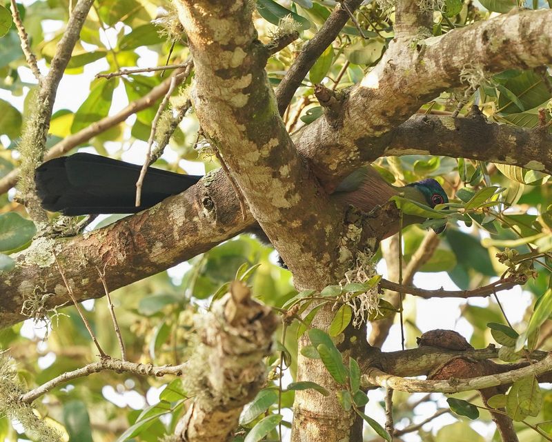 Bloukuifloerie / Purple-crested Turaco