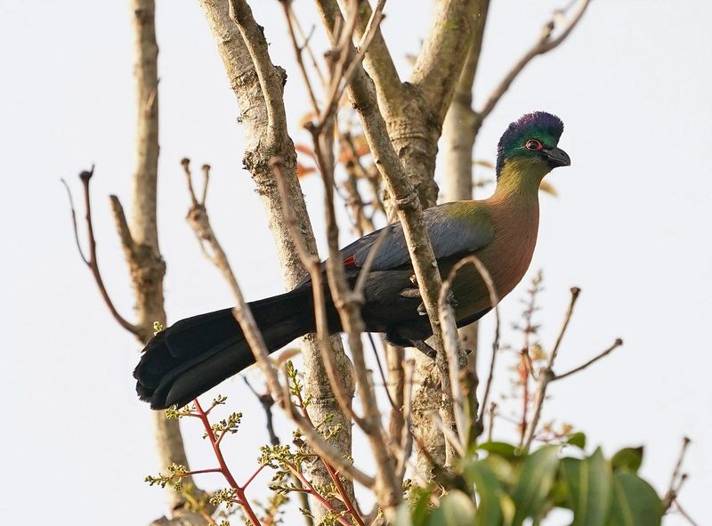 Bloukuifloerie / Purple-crested Turaco