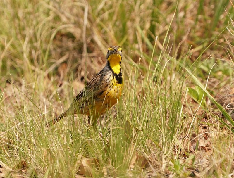 Geelkeelkalkoentjie / Yellow-throated Longclaw