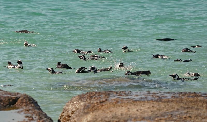 Brilpikkewyn / African Penguin