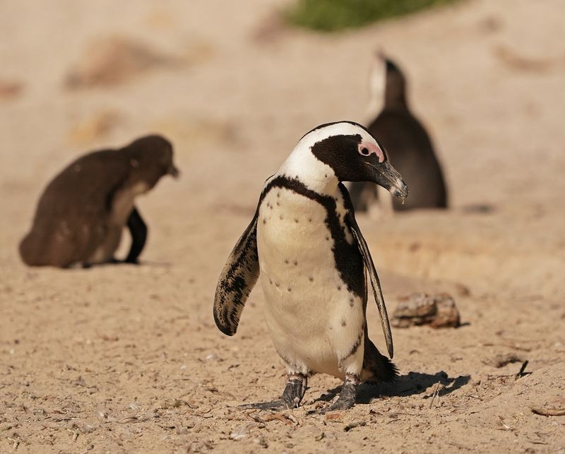 Brilpikkewyn / African Penguin