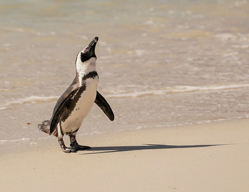 Brilpikkewyn / African Penguin