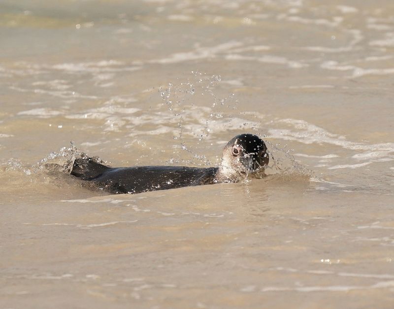 Brilpikkewyn / African Penguin