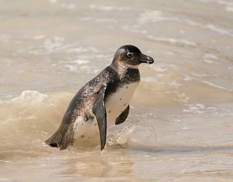 Brilpikkewyn / African Penguin