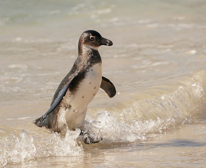Brilpikkewyn / African Penguin