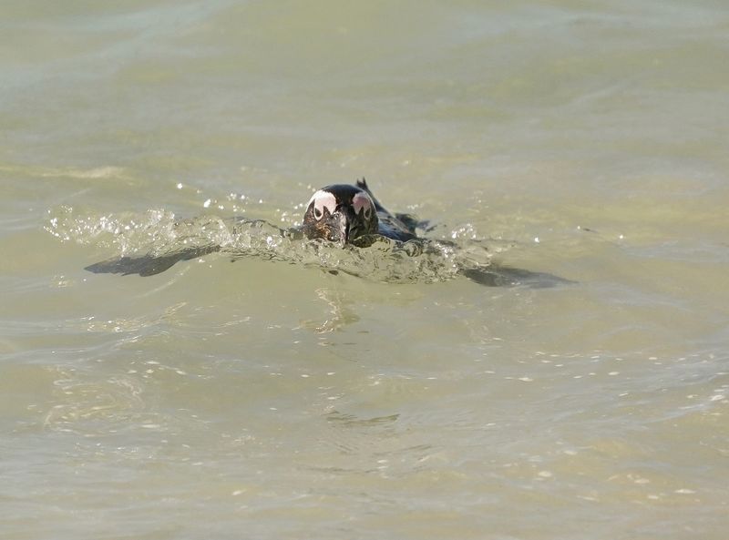 Brilpikkewyn / African Penguin