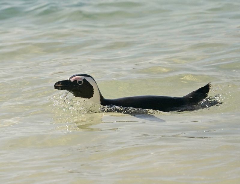 Brilpikkewyn / African Penguin