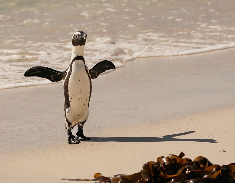 Brilpikkewyn / African Penguin