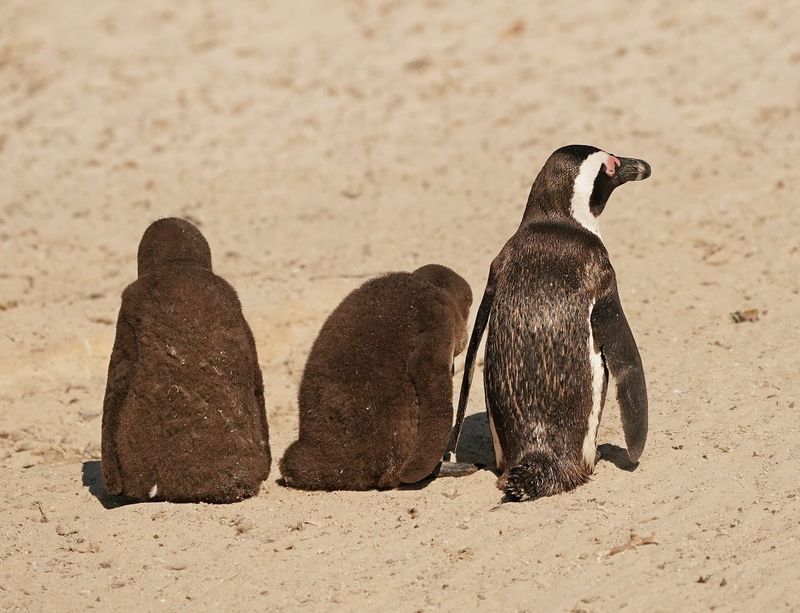 Brilpikkewyn / African Penguin