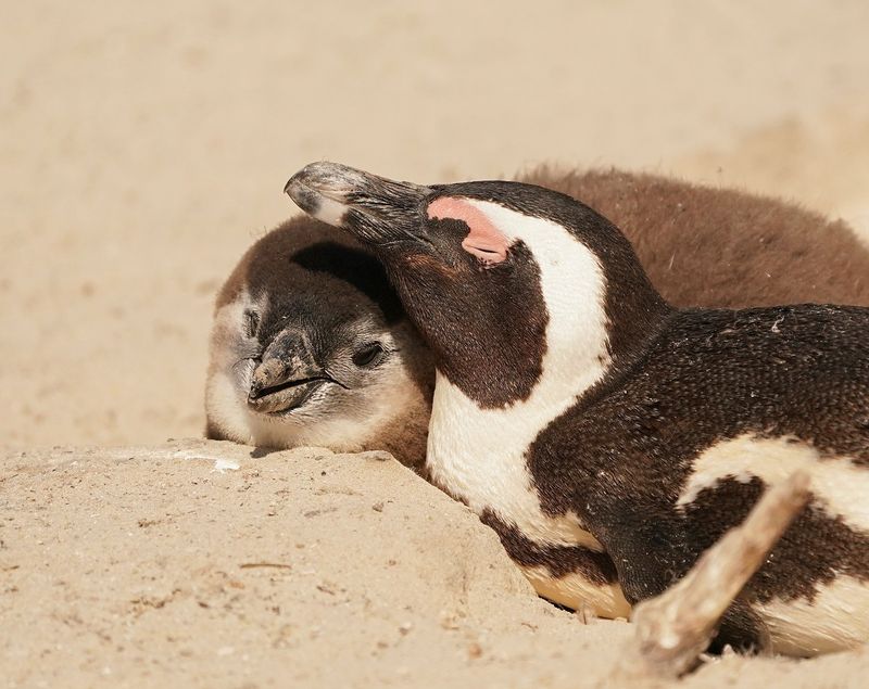 Brilpikkewyn / African Penguin