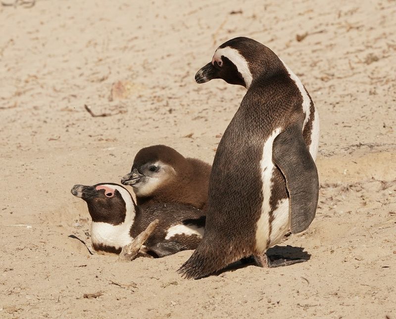 Brilpikkewyn / African Penguin