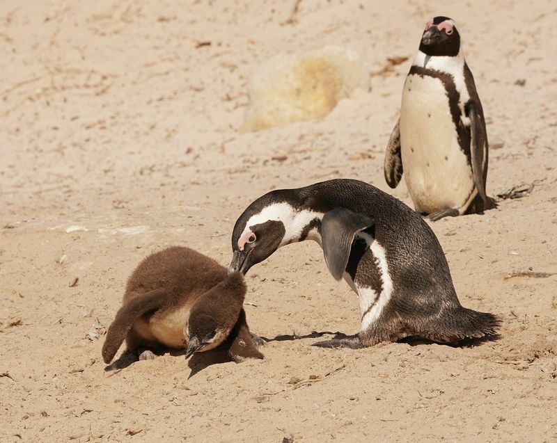 Brilpikkewyn / African Penguin
