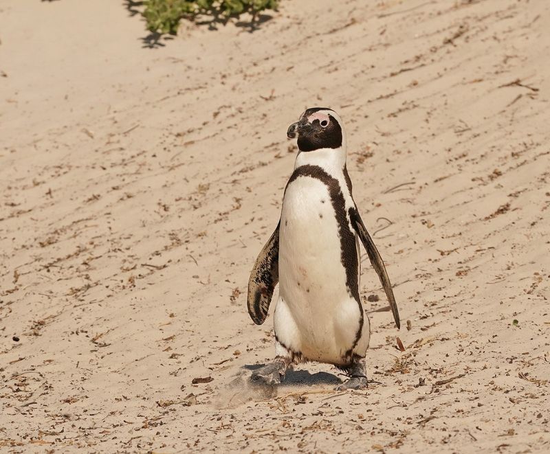 Brilpikkewyn / African Penguin