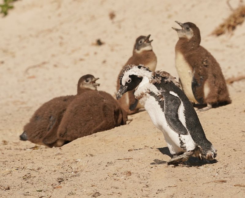 Brilpikkewyn / African Penguin