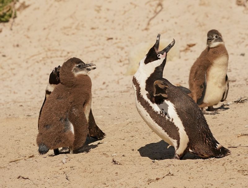 Brilpikkewyn / African Penguin