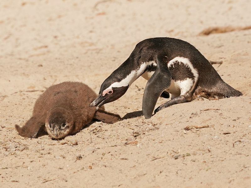 Brilpikkewyn / African Penguin
