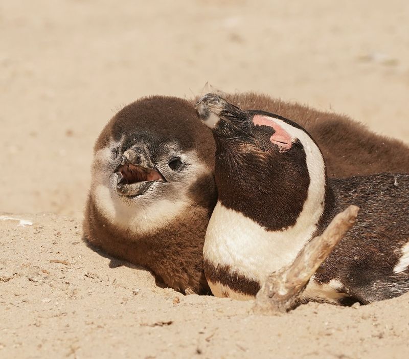 Brilpikkewyn / African Penguin