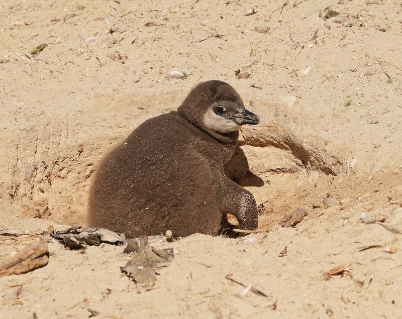 Brilpikkewyn / African Penguin