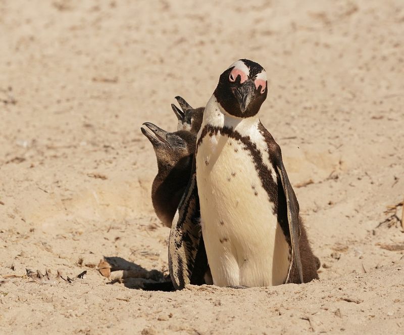 Brilpikkewyn / African Penguin