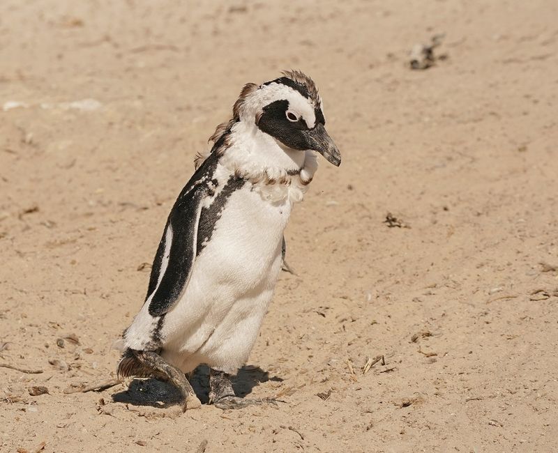 Brilpikkewyn / African Penguin