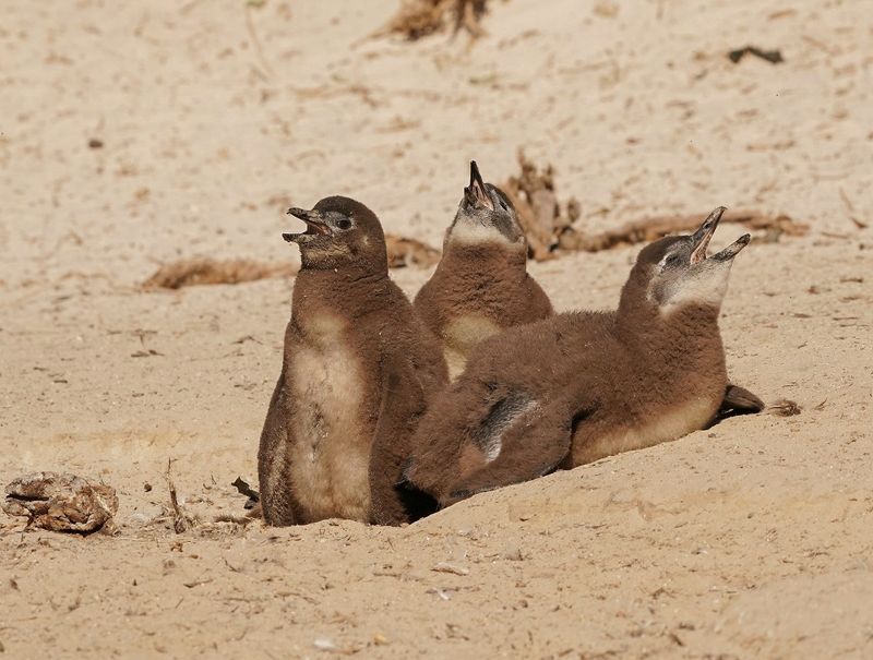 Brilpikkewyn / African Penguin