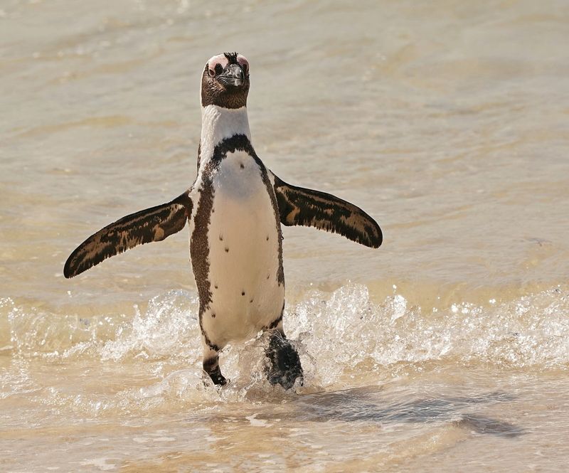 Brilpikkewyn / African Penguin
