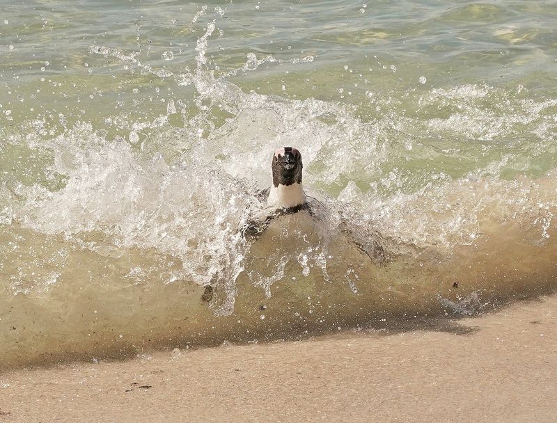 Brilpikkewyn / African Penguin