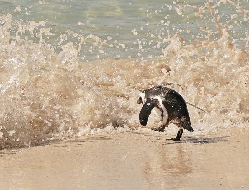 Brilpikkewyn / African Penguin