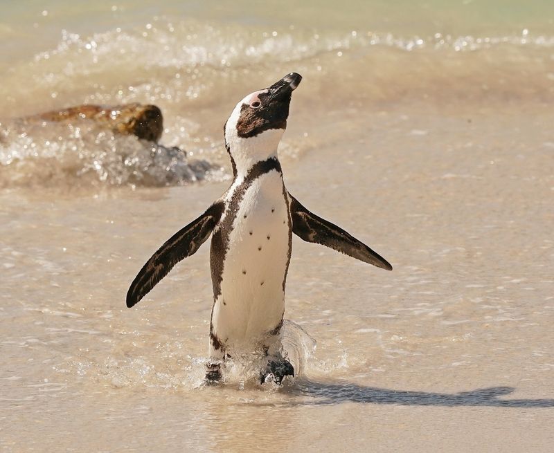 Brilpikkewyn / African Penguin