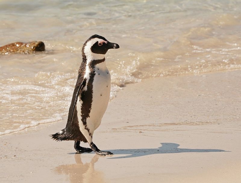 Brilpikkewyn / African Penguin