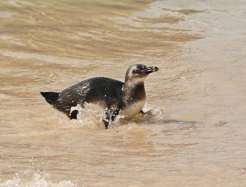 Brilpikkewyn / African Penguin