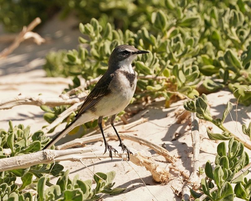 Gewone Kwikkie / Cape Wagtail