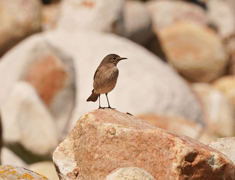 Gewone Bontrokkie / African Stonechat
