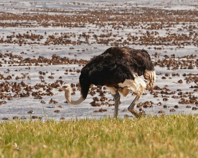 Volstruis / Common Ostrich