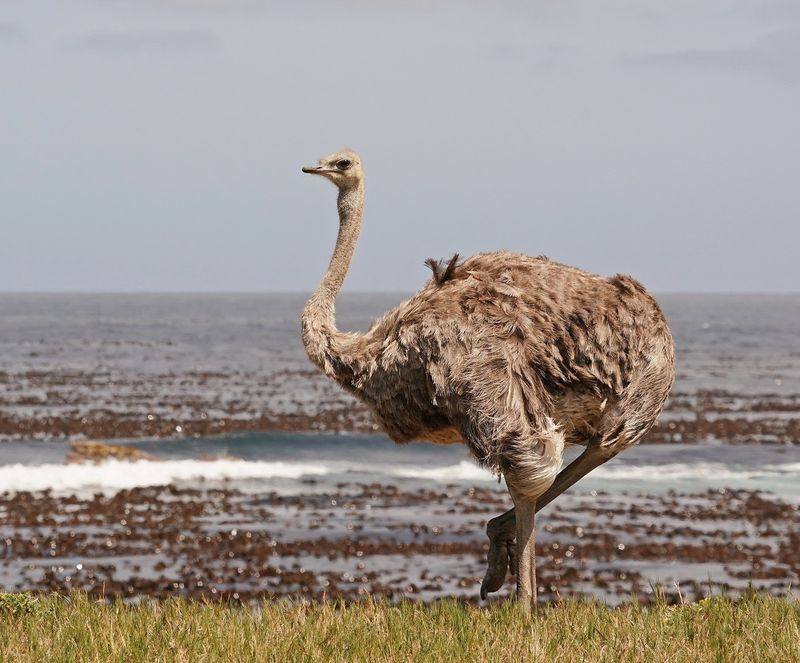 Volstruis / Common Ostrich