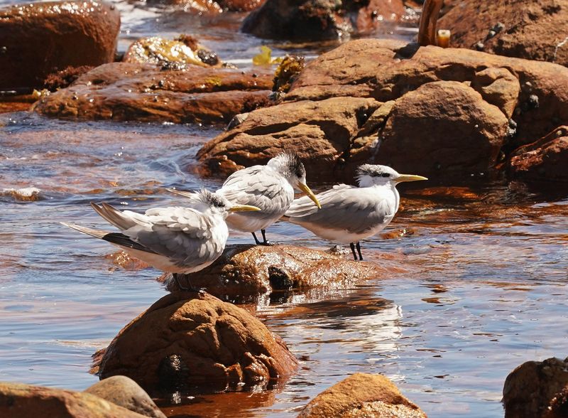 Geelbeksterretjie / Swift Tern