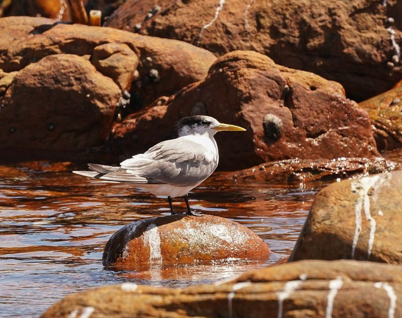 Geelbeksterretjie / Swift Tern