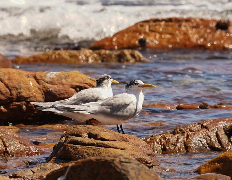 Geelbeksterretjie / Swift Tern