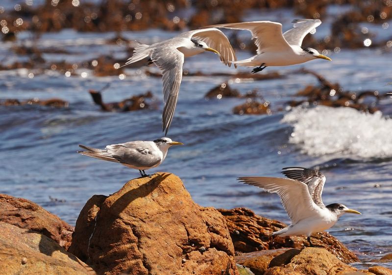 Geelbeksterretjie / Swift Tern