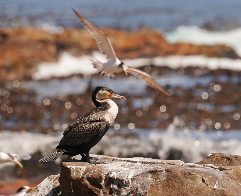 Witborsduiker / White-breasted Cormorant