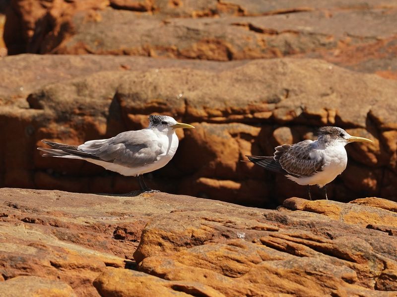Geelbeksterretjie / Swift Tern