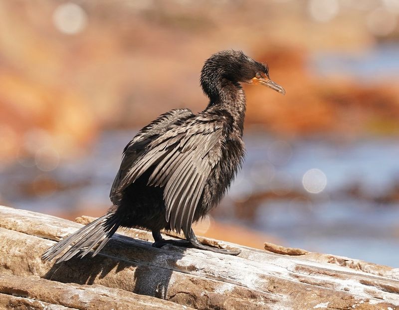 Kuifkopduiker / Crowned Cormorant