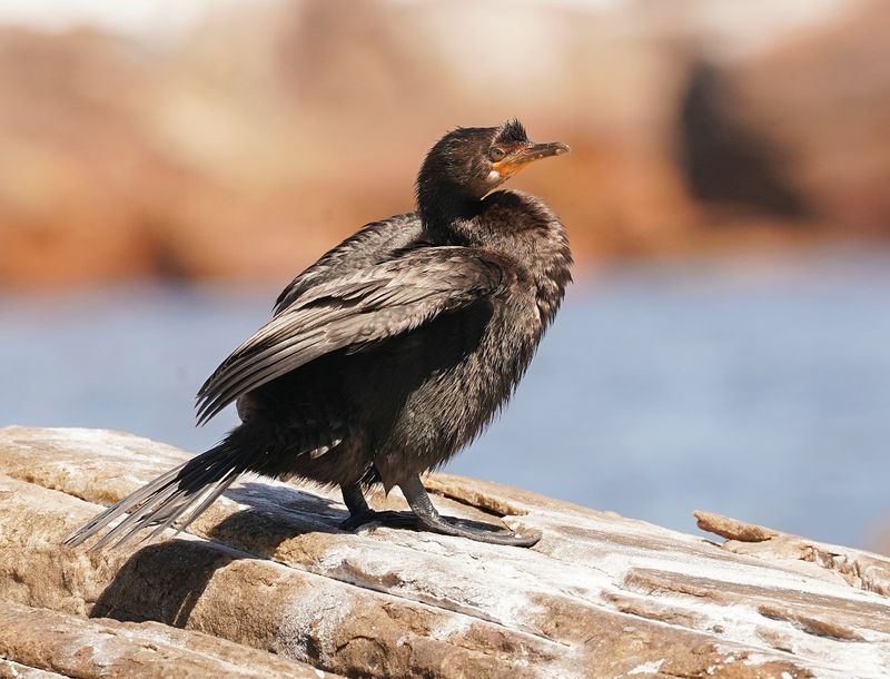 Kuifkopduiker / Crowned Cormorant