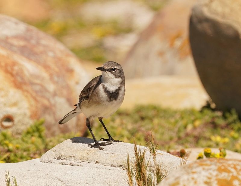 Gewone Kwikkie / Cape Wagtail