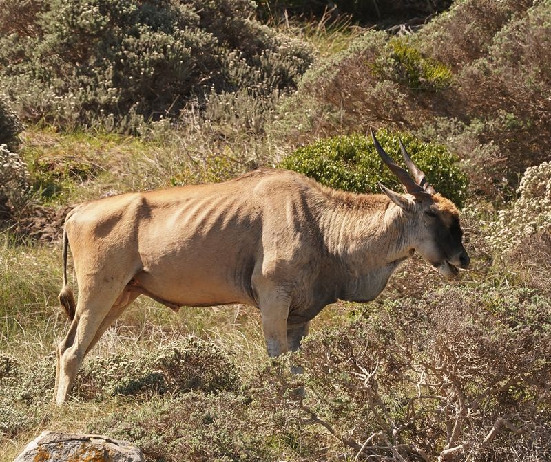 Eland / Common Eland