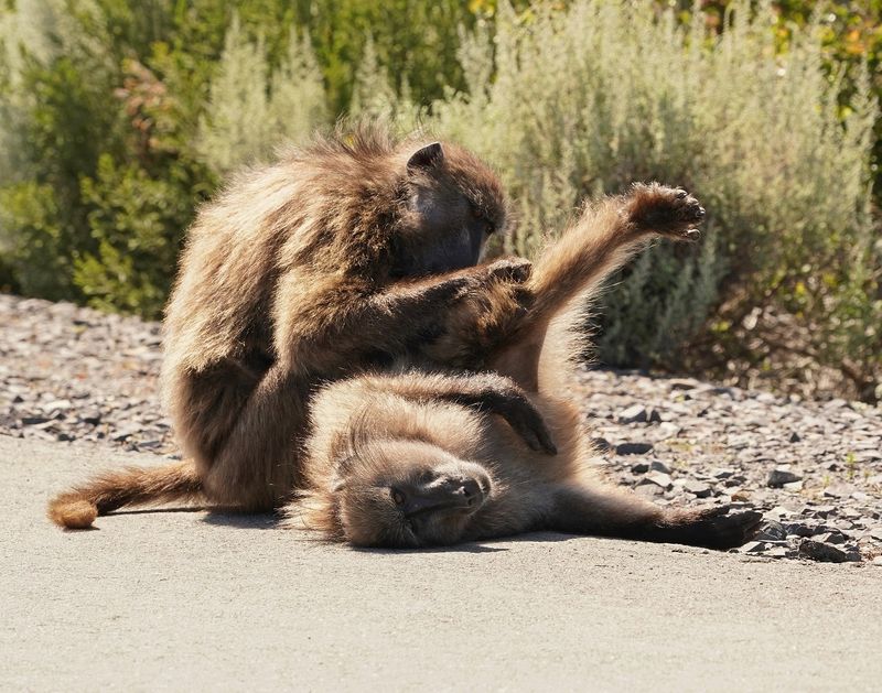 Kaapse bobbejaan / Cape Baboon