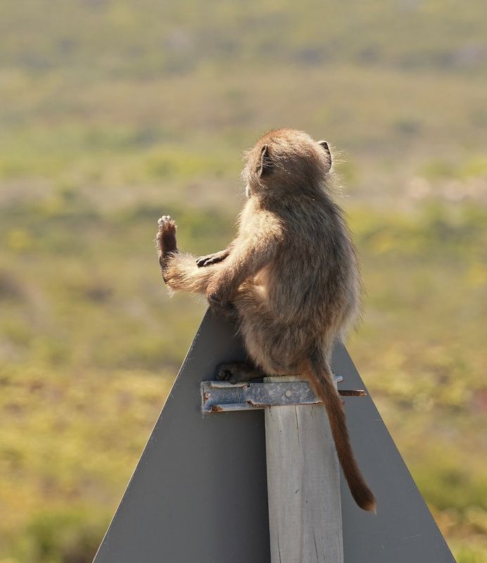 Kaapse bobbejaan / Cape Baboon