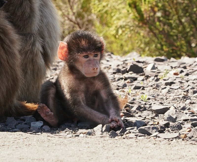 Kaapse bobbejaan / Cape Baboon
