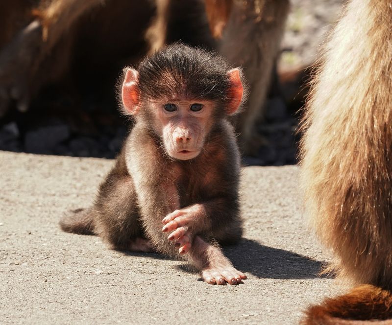Kaapse bobbejaan / Cape Baboon